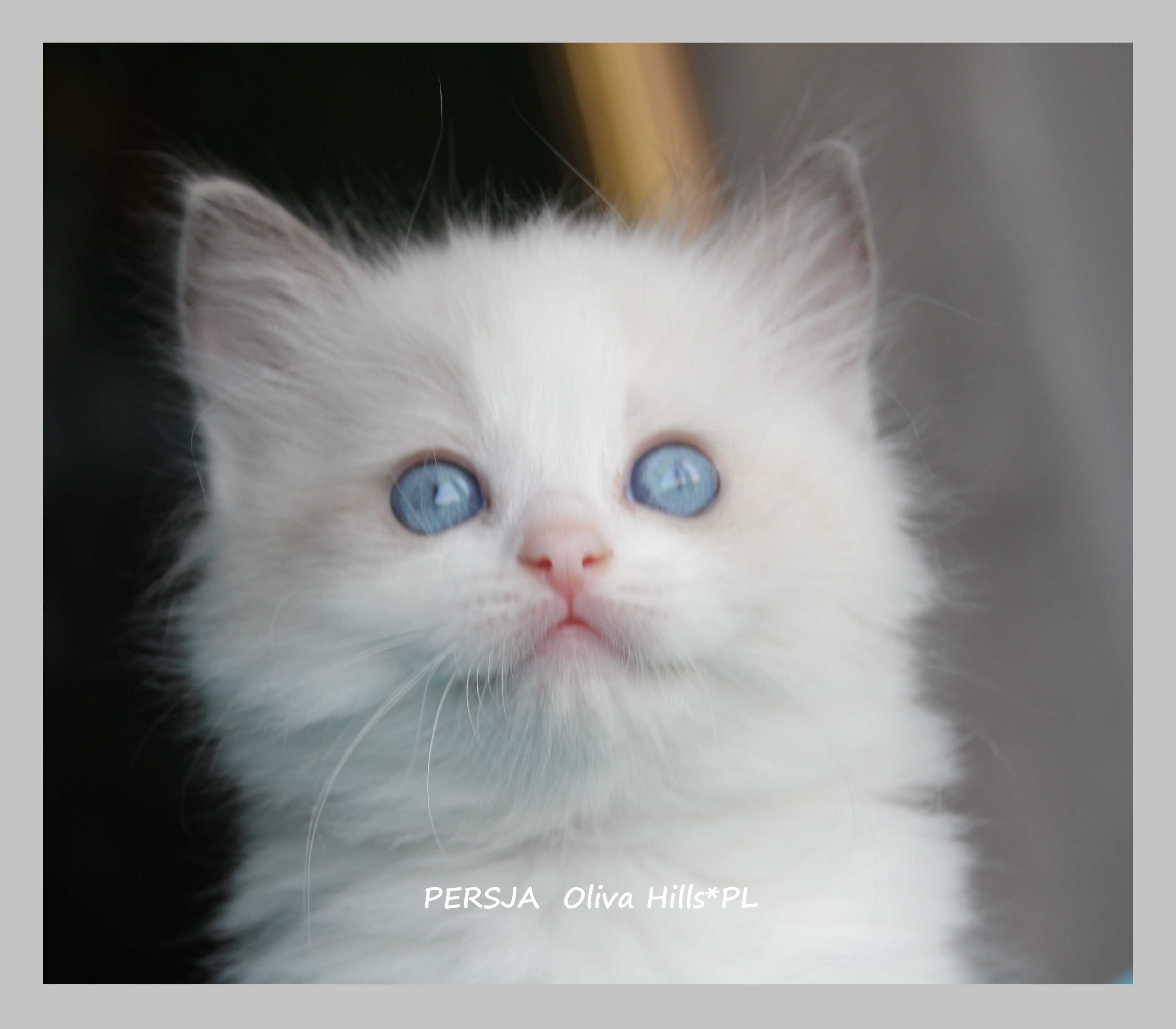 Śliczne Kocięta Ragdoll Gdańsk do odbioru w sierpniu