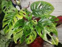 Monstera Adansoni Aurea Gold Variegata Tricolor philodendron filodendr