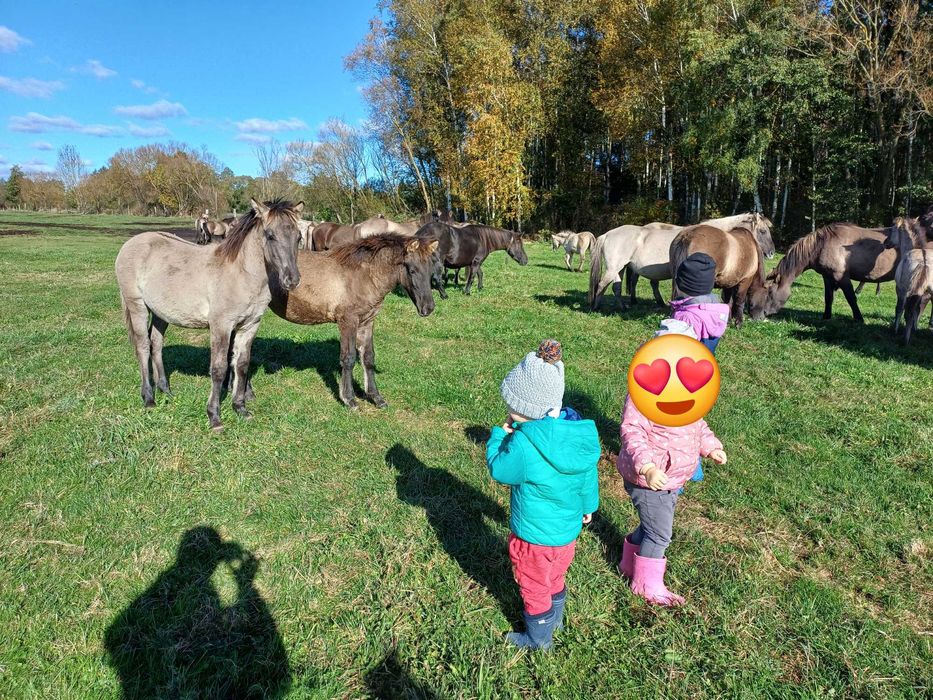 Sprzedam klacze konika polskiego