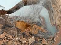 Pterinochilus murinus ptasznik sloneczny samica + terrarium