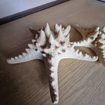 Rozgwiazdy dekoracja morska ocean
