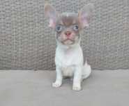 Chihuahua  com LOP,  Branco e Lilac
