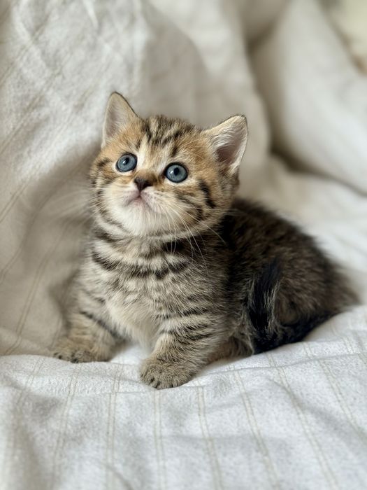 Дівчинка манчкін