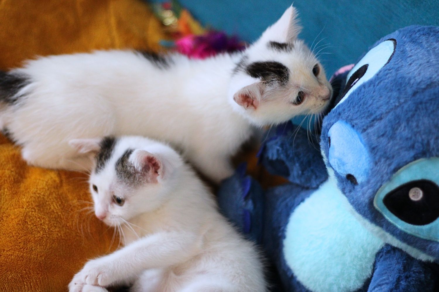 2-mies. koteczka poleca się do adopcji.
