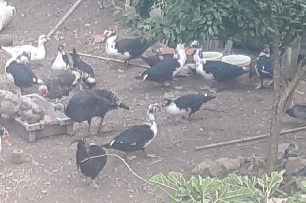 Patos Mudos, Machos e Fêmeas