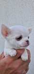 Chihuahua mini piesek.