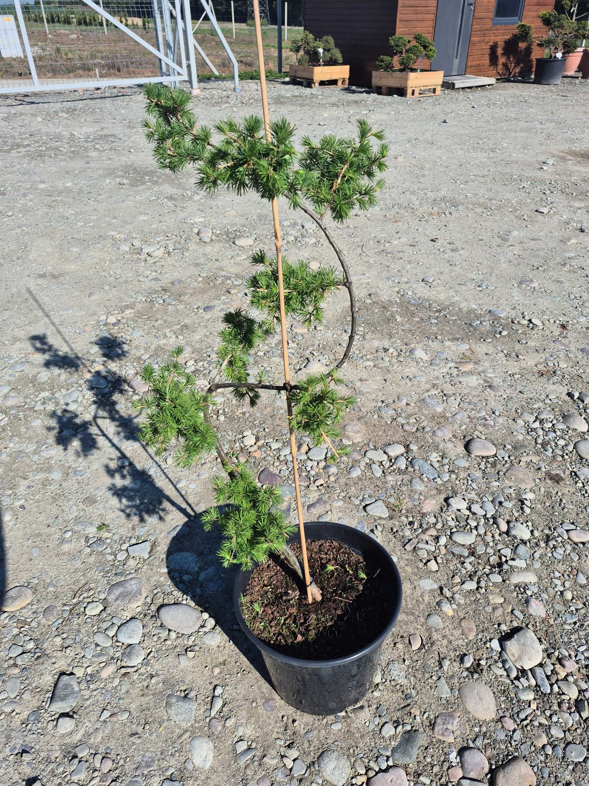 Modrzew formowany bonsai
