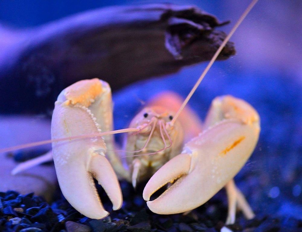 Rak Cherax Holthuisi/rak morelowy/Apricot młode okazy
