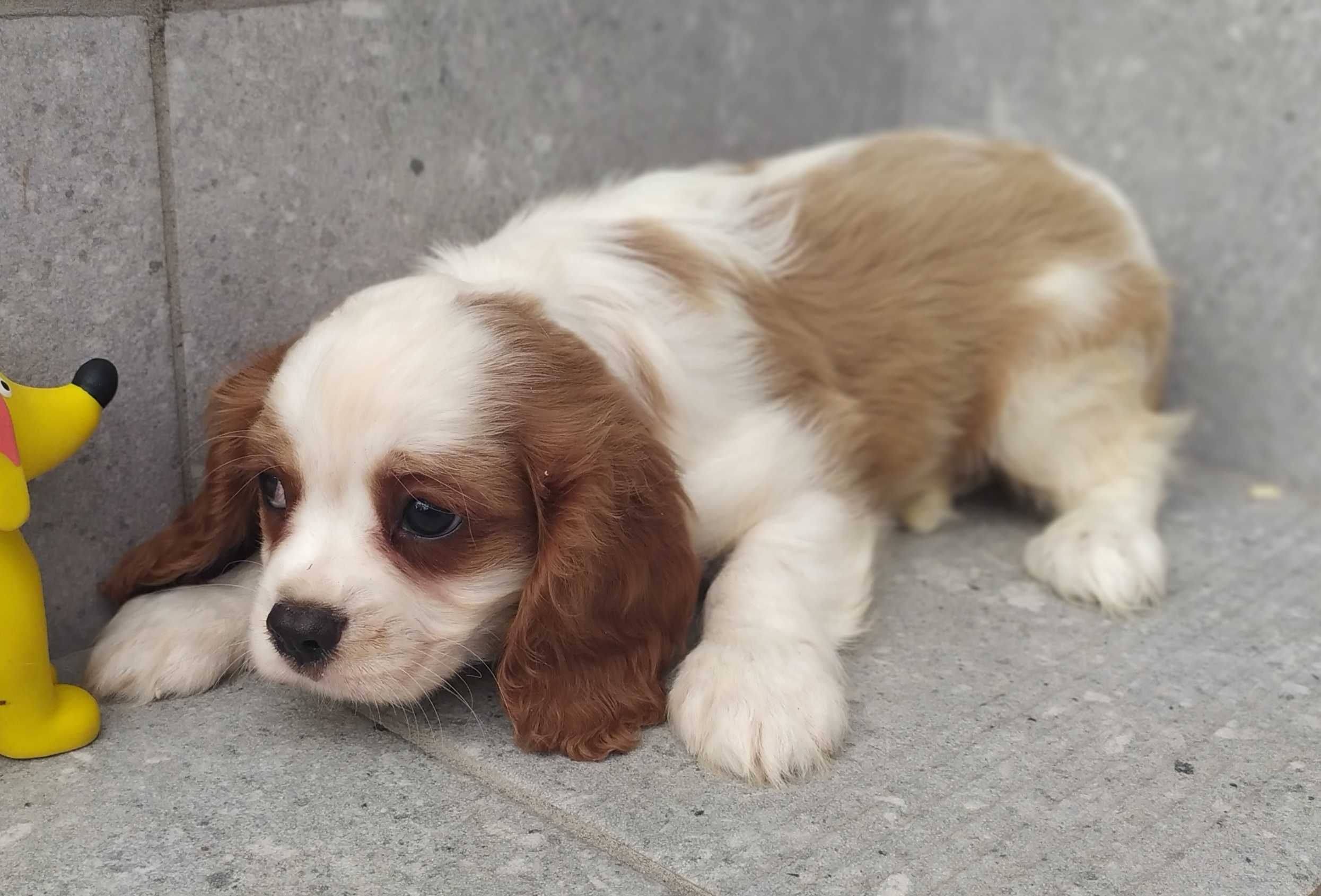 Piękna suczka rasy Cavalier King Charles Spaniel - rodowód ZHPR