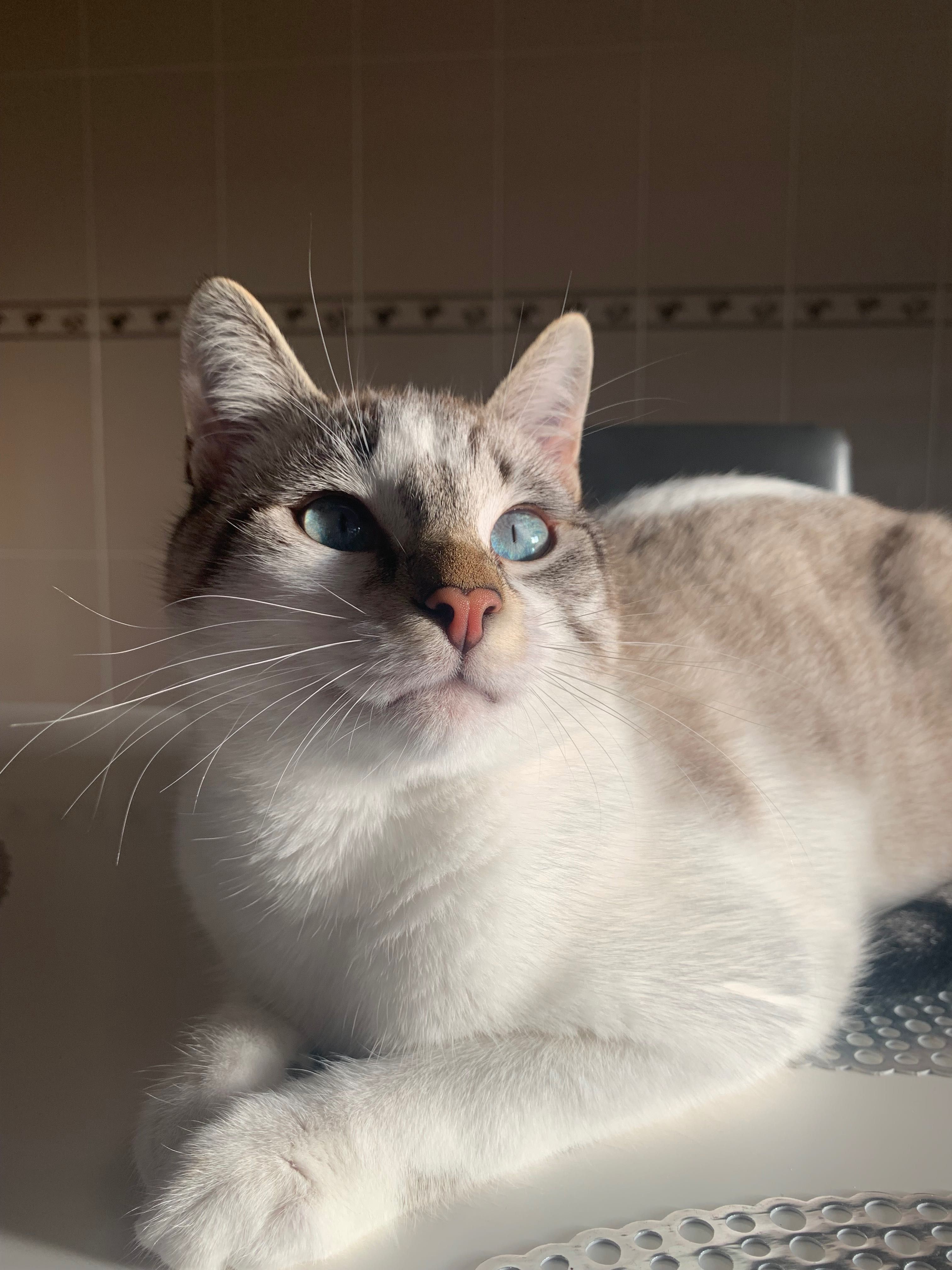 Gato pardo de olhos azuis macho