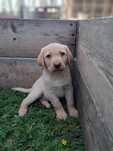 Sprzedam Labrador Retriever