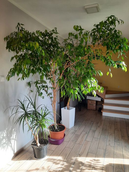 Fikus beniamin kwiat drzewko parapetówka duży