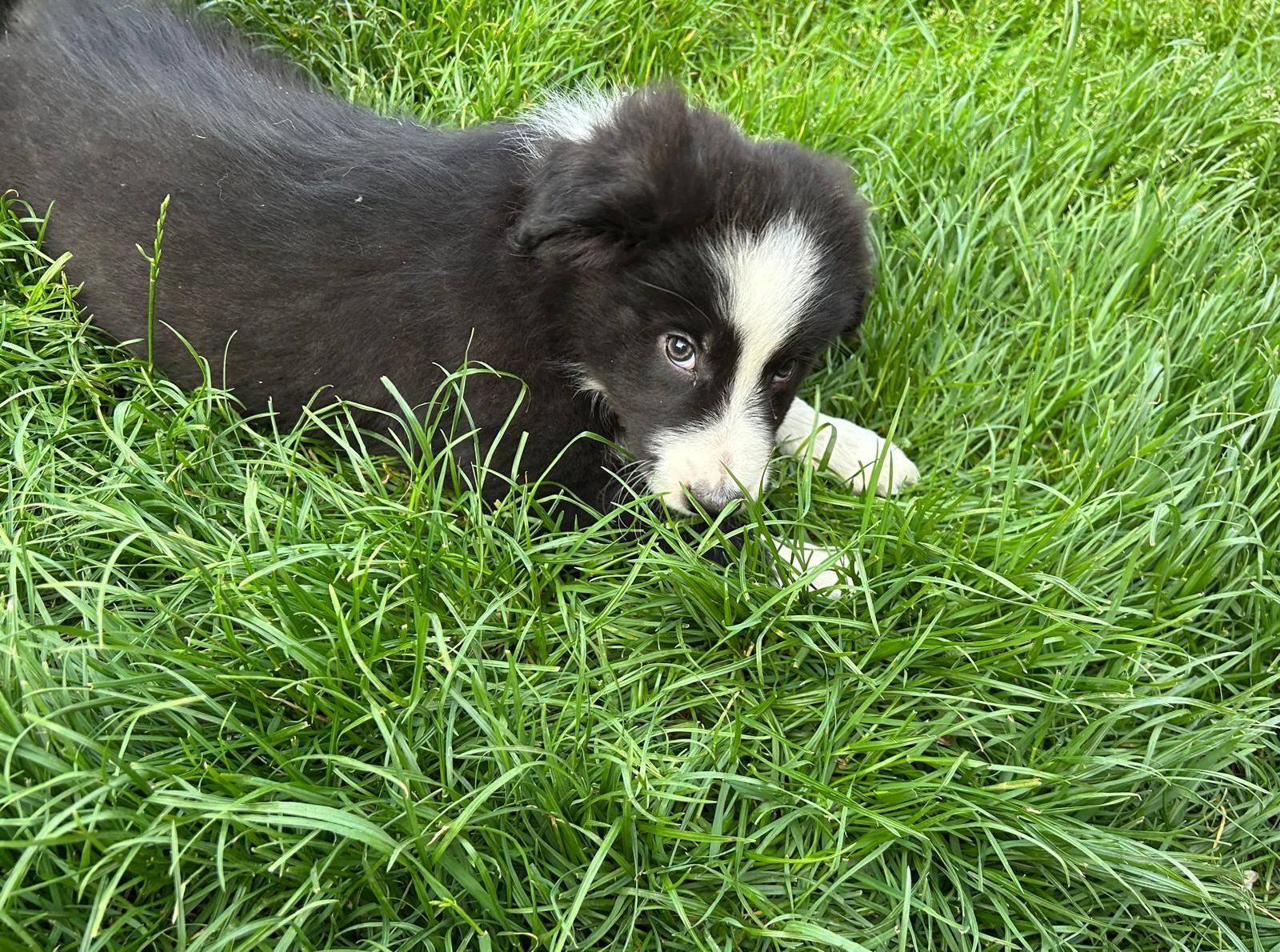 Border Collie piesek czarno biały z badaniami genetycznymi po Champio