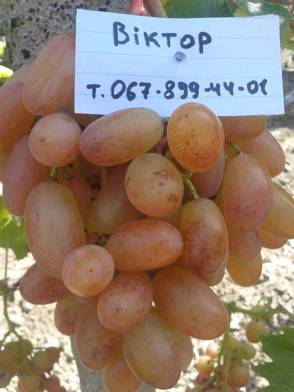 Саженцы винограда