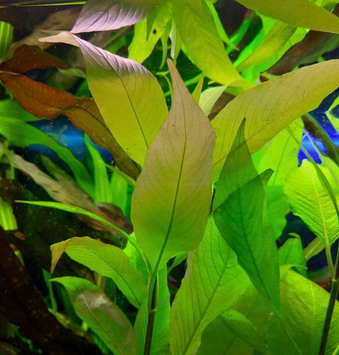 Продам Лимонник! Красивое, простое, аквариумное растение.