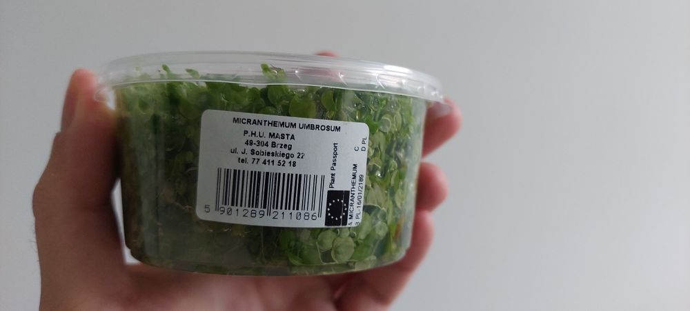 Rośliny in vitro trawnik łodygowe na korzeń mix