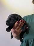 Labrador Retriever- czarny psiak FCI
