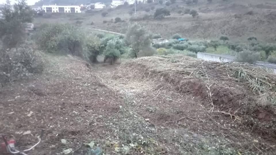 Limpeza de terrenos / lavoura e preparação de terrenos/Abate Árvores