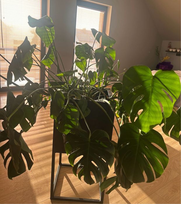 Monstera duża - piekna