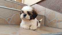 Szczeniak suczka shih tzu