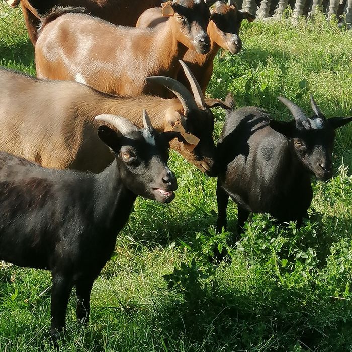 Kózki miniaturki do zabawy dla dzieci, kosiarka do trawy. 7