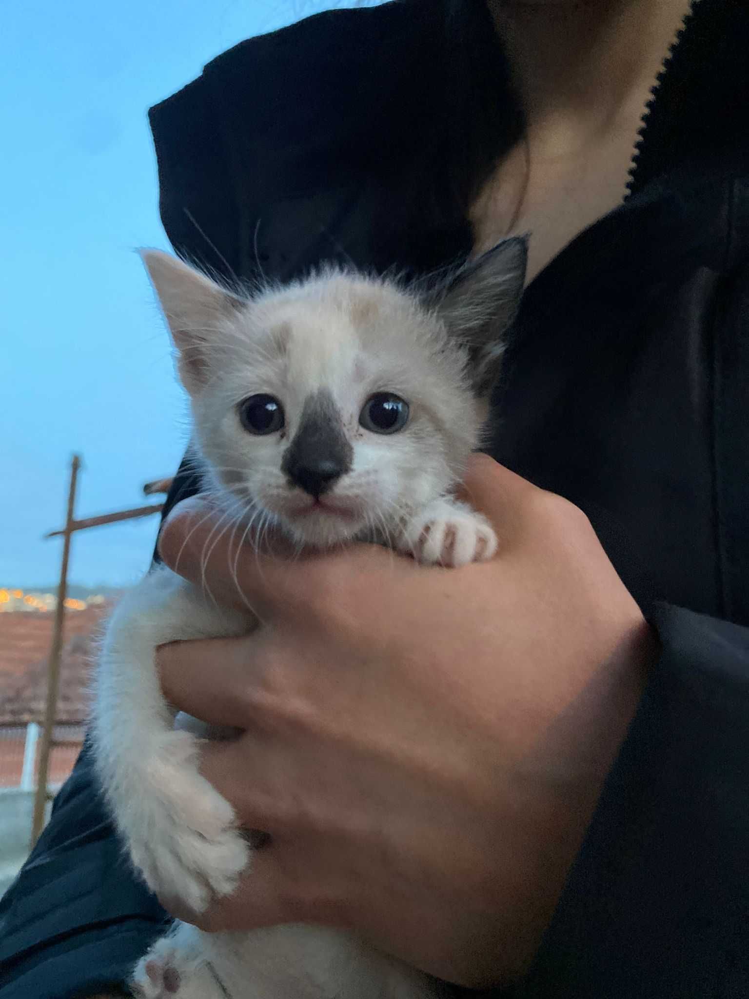 Gatinhos para Adoção (2 meses)