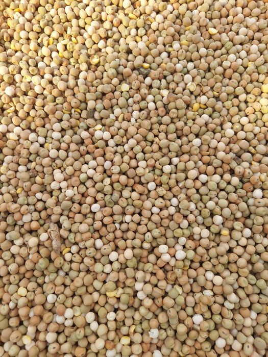 Groch na paszę dla gołębi