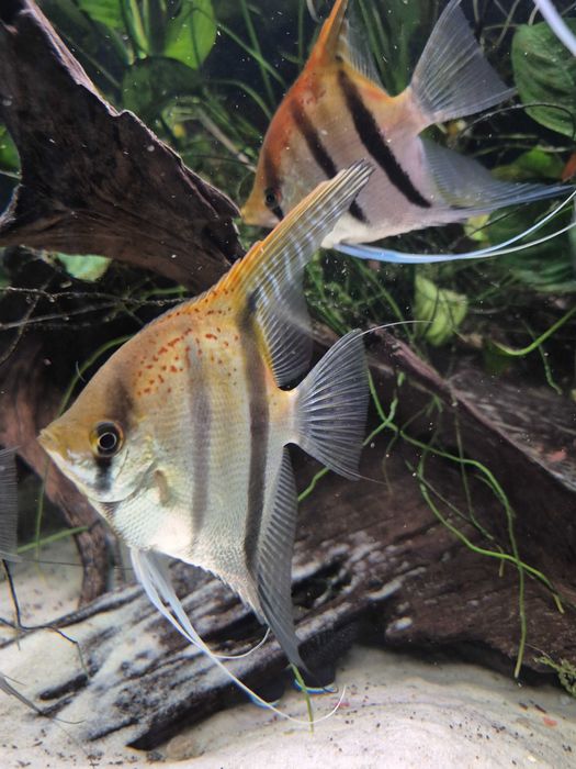 Skalar manacapuru