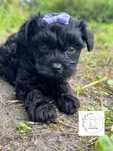 Yorkiepoo Suczka Czarna Malutka wyprawka Yorkshire Terrier Pudel