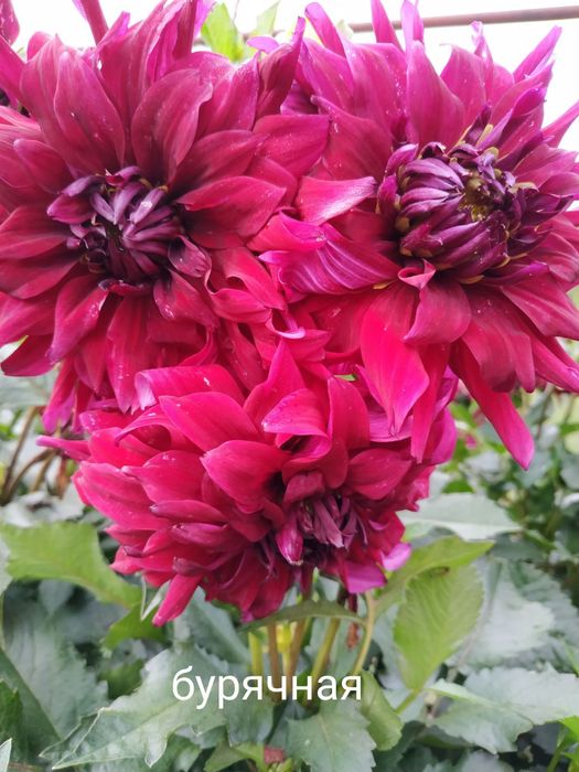 Клубні георгіни (жоржини)