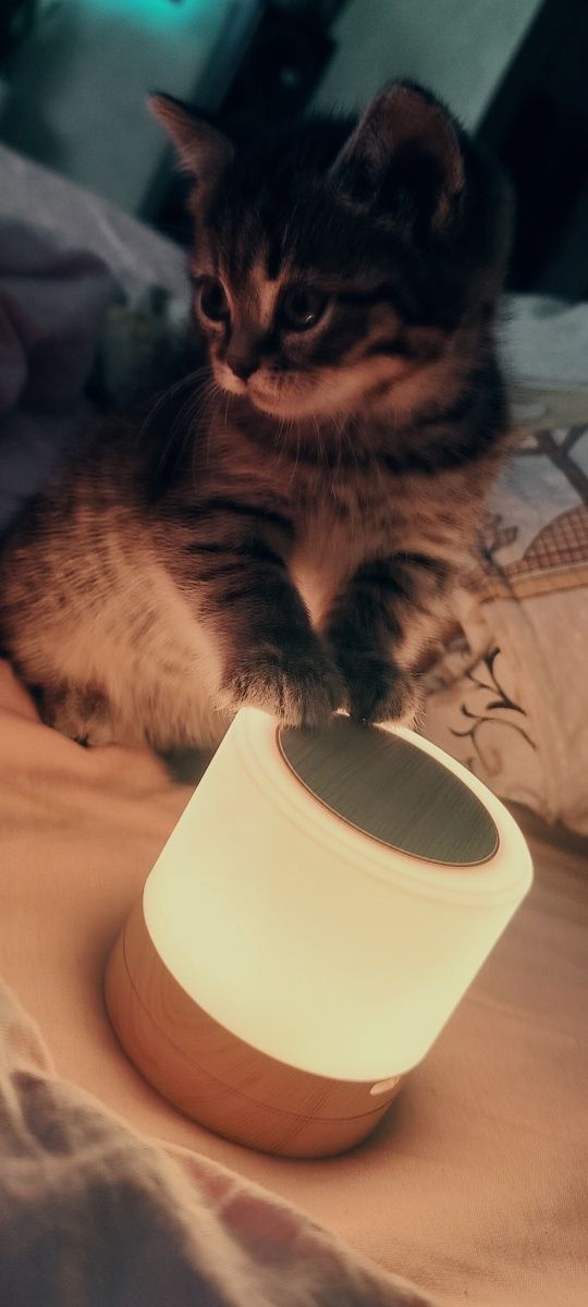 Котик, кицька,кішка, котята, котики