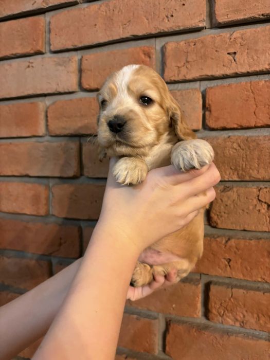 Cocer spaniel szczenię