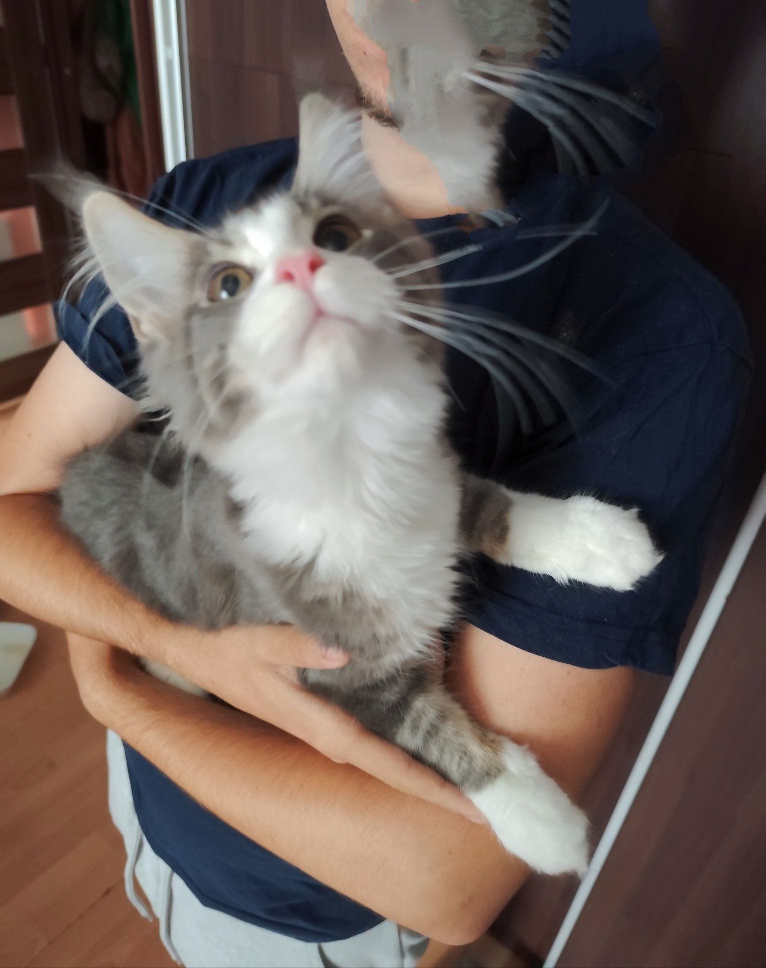 NEO Maine coon  prawdziwy rodowód FPL!