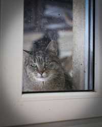Smutna, nieśmiała, kremowej barwy kotka Vika szuka domu!