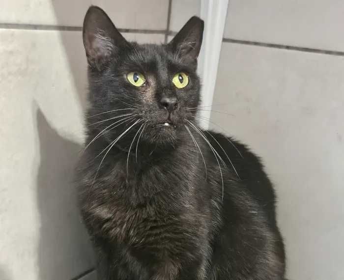 Łagodna Bambi szuka domku