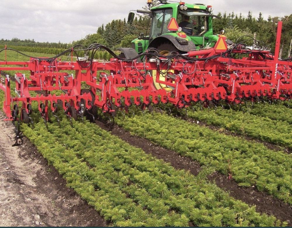 Jodła kaukaska sadzonki 2/2 choinek plantacja