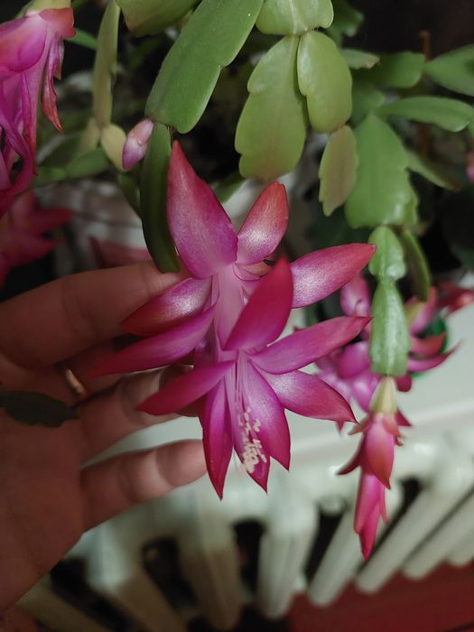 Рождественник декабрист Шлюмбергера