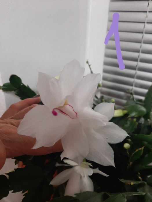 Квіти, шлюмбергера, різдвяник