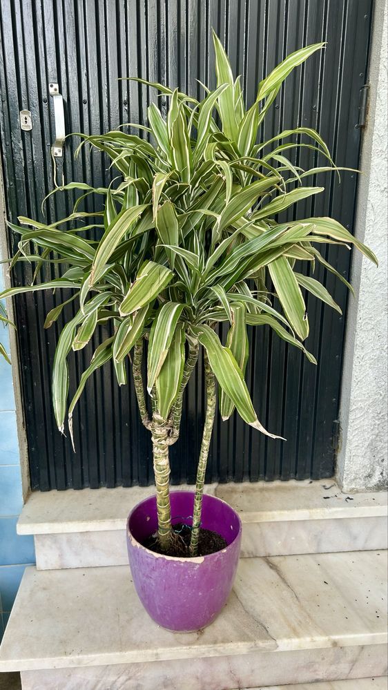 Planta de interior ou exterior