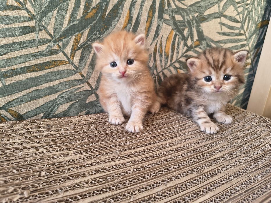 Kot syberyjski kotki międzynarodowy rodowód FPL