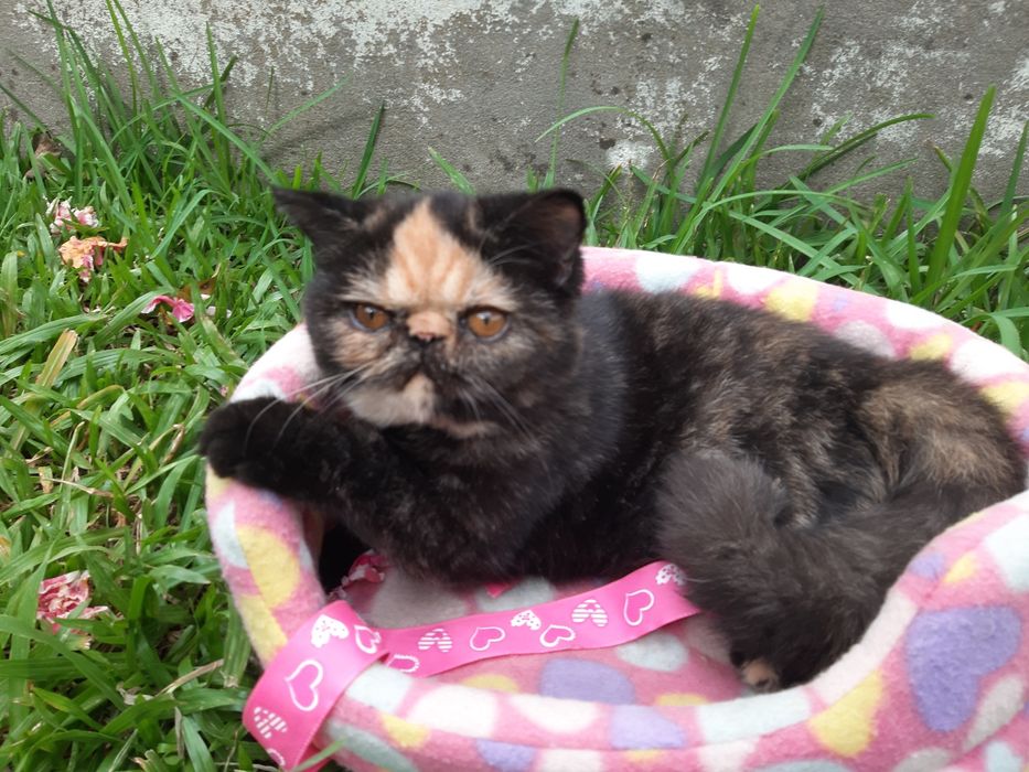 Gatinha tartaruga exótica
