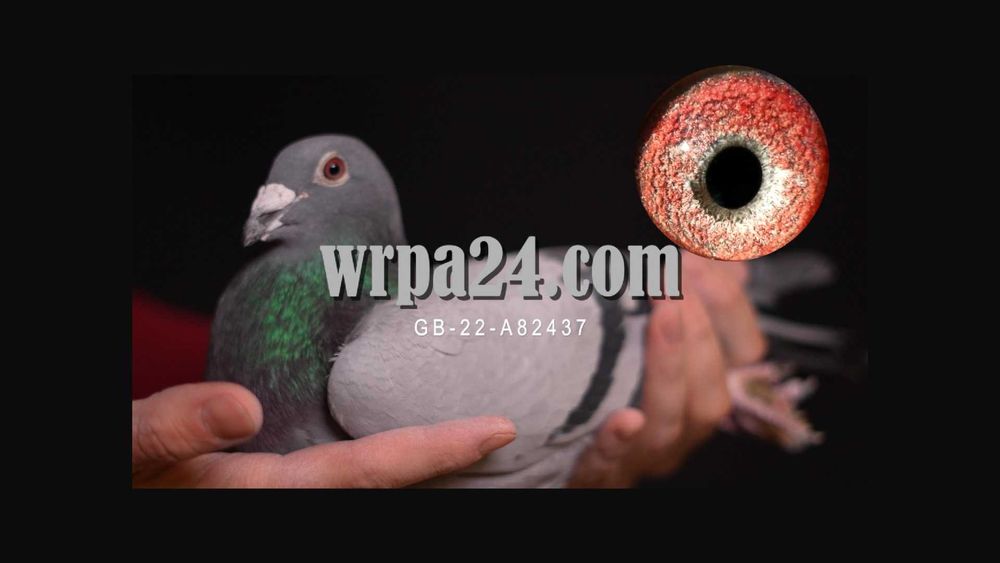 Gołębie pocztowe najwyższej jakości