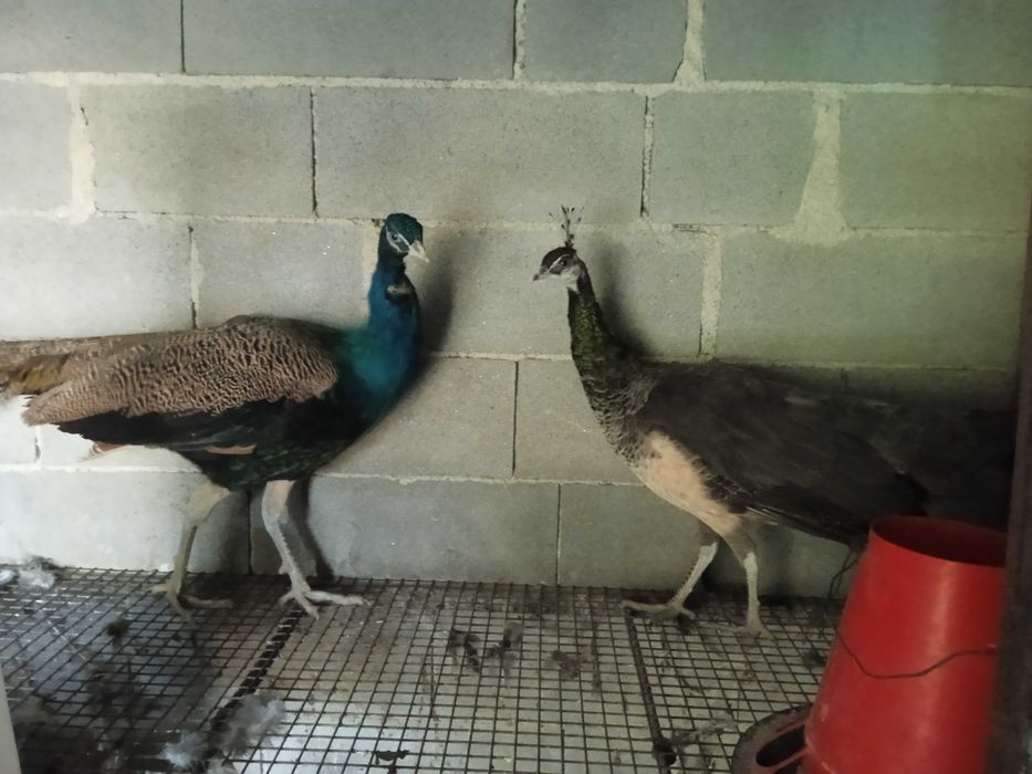 Pavões real azul para venda