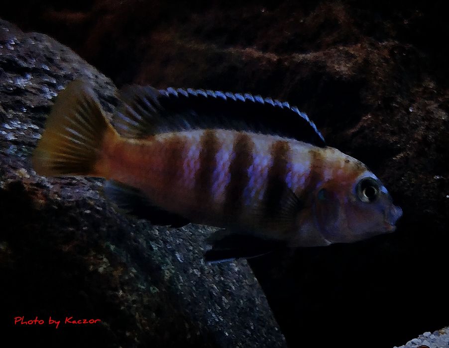 Pyszczaki Chindongo Saulosi Taiwan Reef samce