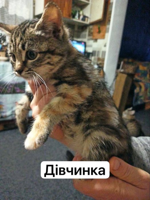 Віддам безкоштовно милих котенят