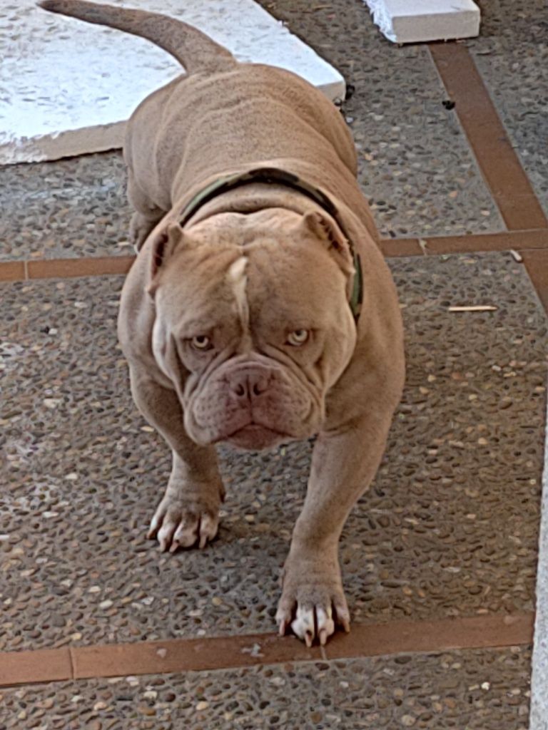 American Bully macho disponível para montas ABKC e IBKC