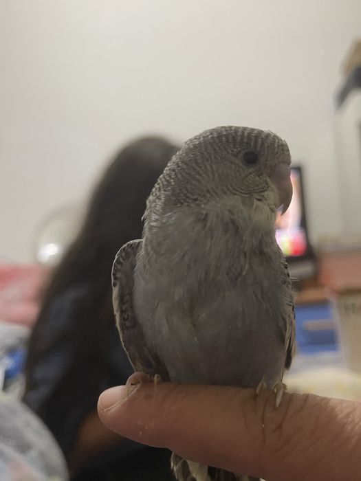 Periquitos domesticados