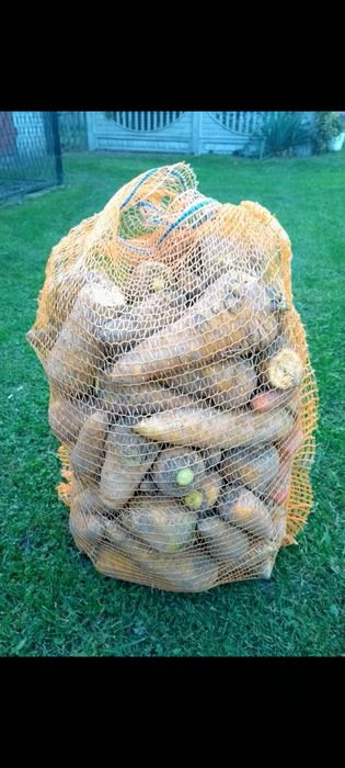 Marchew pastewna żółta