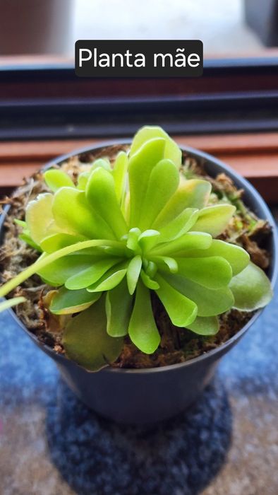 Pinguicula ehlersiae (planta carnivora mexicana)
