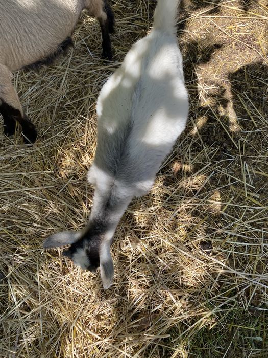 Cabrito anao muito pequeno